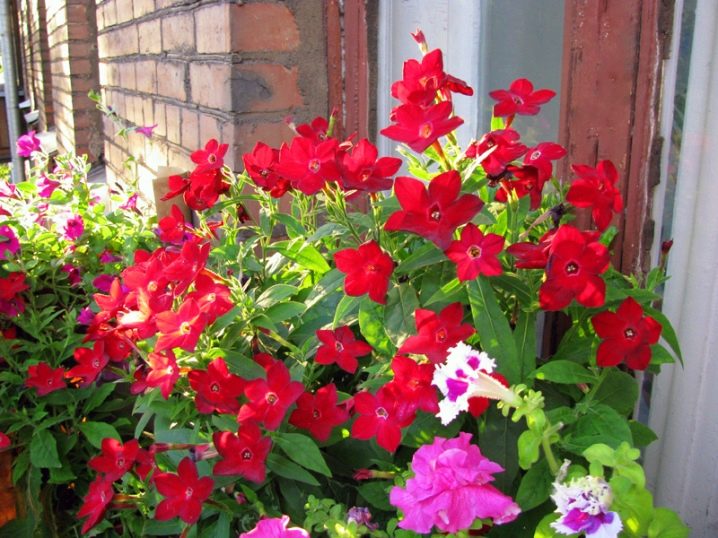 10 цветов, которые стоит посадить на балконе - Лайфхакер