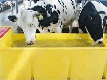 Как сделать стойло для коровы? Пошаговая инструкция и обустройство