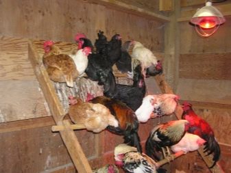 курятник своими руками на 20 кур летний с выгулом на даче фото. Смотреть фото курятник своими руками на 20 кур летний с выгулом на даче фото. Смотреть картинку курятник своими руками на 20 кур летний с выгулом на даче фото. Картинка про курятник своими руками на 20 кур летний с выгулом на даче фото. Фото курятник своими руками на 20 кур летний с выгулом на даче фото