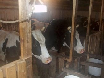 Как сделать стойло для коровы? Пошаговая инструкция и обустройство