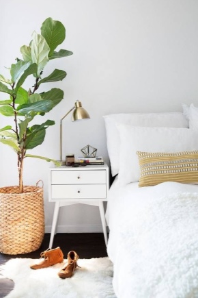 Можно ли в спальне держать комнатные растения?