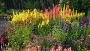 Ландшафтное проектирование: растения для осенних цветников