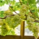 Теплицы для винограда: особенности конструкций