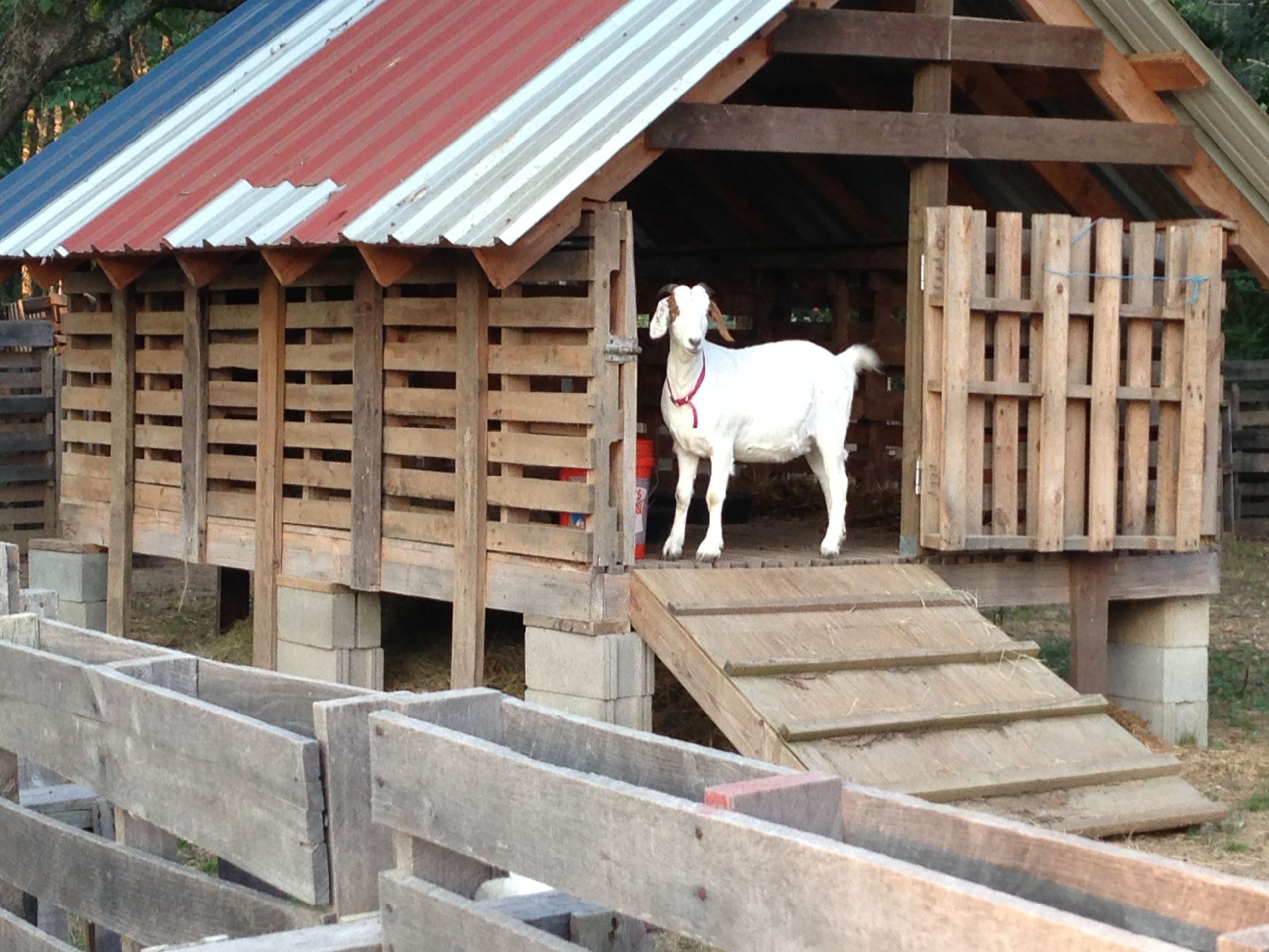 Сарай и хлев для козы своими руками: как сделать, фото