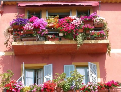 Kakvo cvijeće može biti posađeno na balkonu za raj