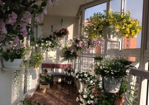 Kakvo cvijeće posaditi na balkonu: za dizajn balkona različitih stupnjeva osvjetljenja odabiremo vrtne biljke