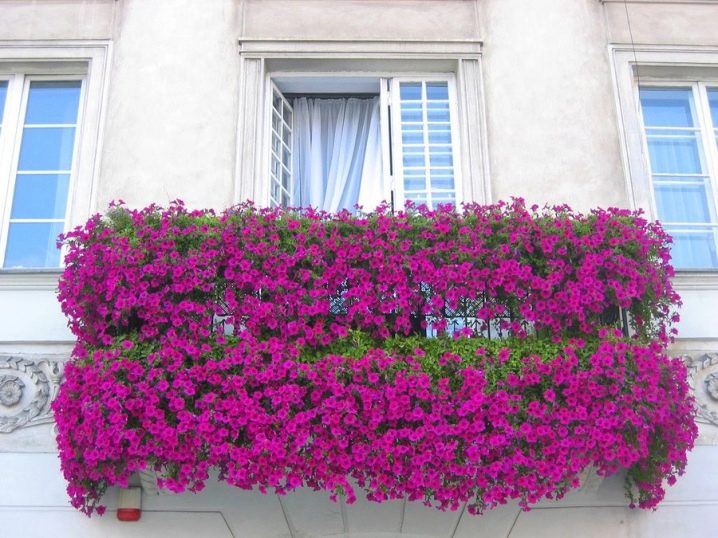 Украсить балкон цветами – лучшее решение лета (60 фото)